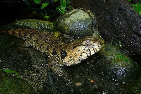 Nếu được bắt gặp ở một bờ suối, không ít người sẽ lầm tưởng chúng là cá sấu con.